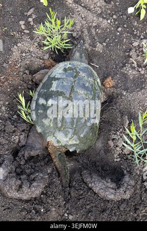 A common snapping turtle - Chelydra serpentina - laying eggs in a garden. Stock Photo