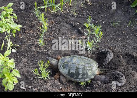 A common snapping turtle - Chelydra serpentina - laying eggs in a garden. Stock Photo