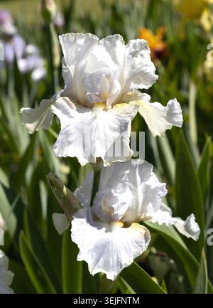 Iris 'Renown' tall bearded iris. Stock Photo