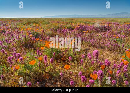Purple owl's clover and California poppy blooming in the Antelope Valley, near Lancaster, California, USA. Stock Photo