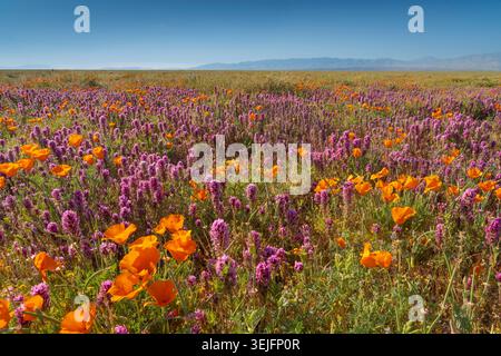Purple owl's clover and California poppy blooming in the Antelope Valley, near Lancaster, California, USA. Stock Photo