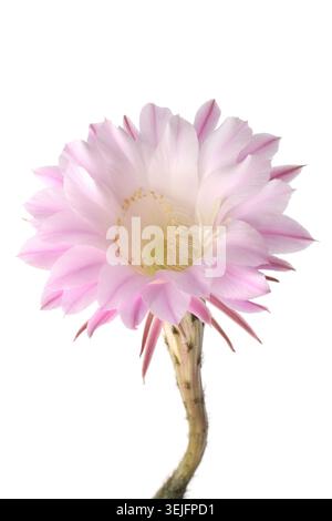 Queen of the Night Cactus (Selenicereus grandiflorus) isolated on white background Stock Photo