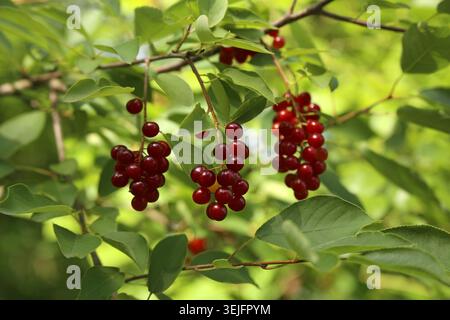 Red bird cherry on a tree branch Stock Photo
