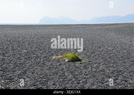 A single small tuft of green grass growing isolated on a vast plain of black volcanic pebbles in Iceland. Stock Photo