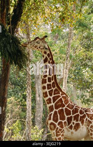 Giraffe (Giraffa camelopardalis) in a lush setting reach with their long neck to feed on grass tied to a tall structure resembling a tree. The environ Stock Photo