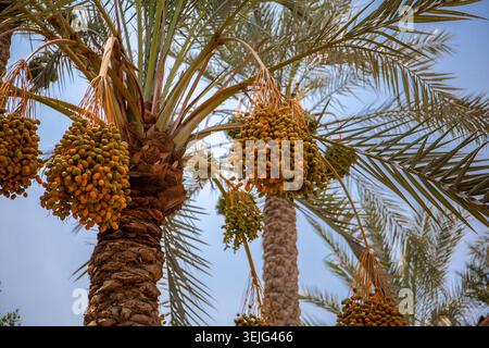Date palm trees (Phoenix dactylifera), low angle view with fruit clusters, leaves and blue sky, Cairo, Egypt. Stock Photo
