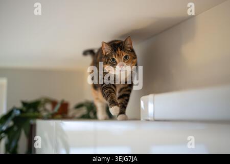 Curious calico cat walking on kitchen cabinet under ceiling, kitty looking at camera. Pet life Stock Photo