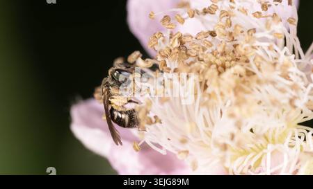 Bio Diversity - Lasioglossum - Macro of a very small Bee on pink Flower. High quality photo Stock Photo
