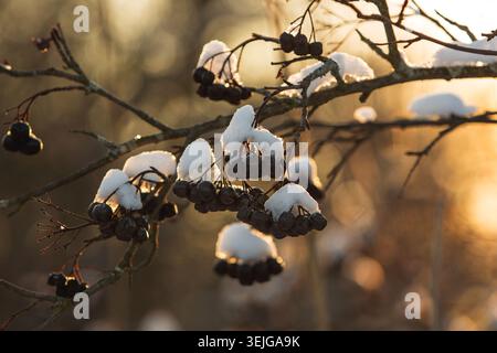 Closeup of bunch of berries of aronia, covered with fluffy white snow on a sunset background. Stock Photo