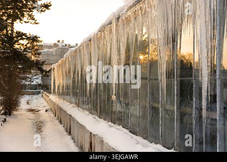 Icicles hanging down from glass roof tropical greenhouse in winter. Stock Photo