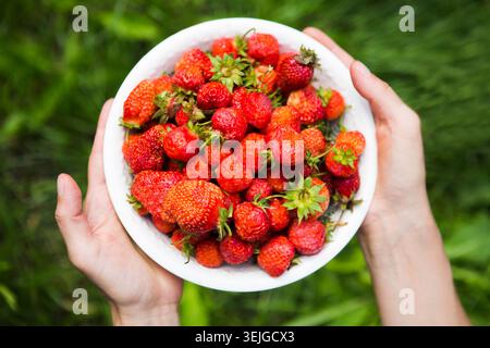 Womans hands holding a plate of strawberries  on background of a green grass. Top view. Stock Photo