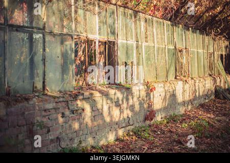 Abandoned greenhouse wall features broken glass panes, rustic brick foundation, overgrown autumn vines. Warm golden hour light casts dappled shadows, Stock Photo