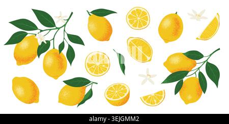 Fresh Lemon branch and slice set. Citrus, vitamin C. Vector illustration Stock Vector