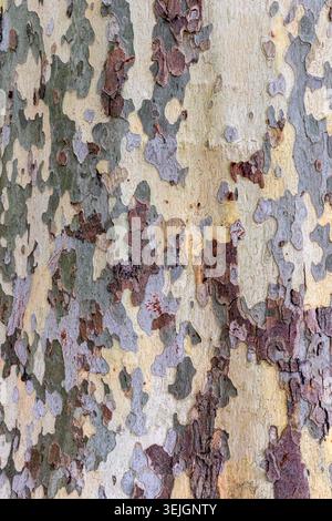 Textured pattern on the bark of the trunk of a London Plane tree aka Hybrid plane, Platanus × hispanica, Platanus × acerifolia. Stock Photo