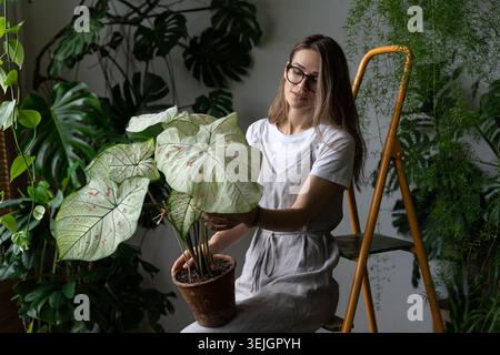 Woman gardener in a grey linen dress, holding caladium houseplant with large white leaves and green veins in clay pot, sitting on stepladder in her ho Stock Photo