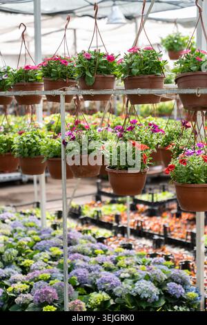 Bloom season in glasshouse with rows of flowers in blossom and pots with plants. Hothouse business Stock Photo