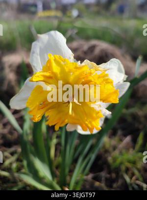 Blooming flower. Blooming yellow white daffodil flower. Blossomed narcissus growing in ground on sunny spring day. Flower inflorescence with petals and green leaves. Flowerbed. Growing varietal flower Stock Photo