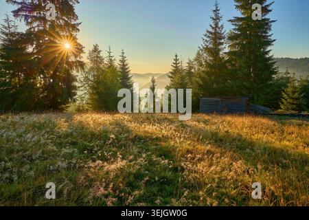 Spectacular mountain sunrise with sun creating a starburst behind silhouetted evergreen trees. Golden light on sparkling meadow thick mist fills valle Stock Photo