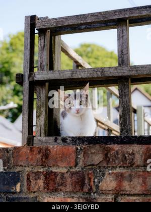 A grey and white kitten looks through a weathered wooden fence above a brick wall on a sunny day. Stock Photo