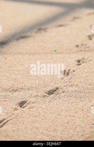 Bird footprints on sand beach in sunny day Stock Photo