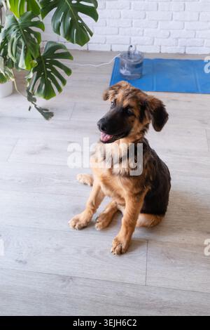 Cute German shepherd puppy drinking from pet water fountain at home Stock Photo