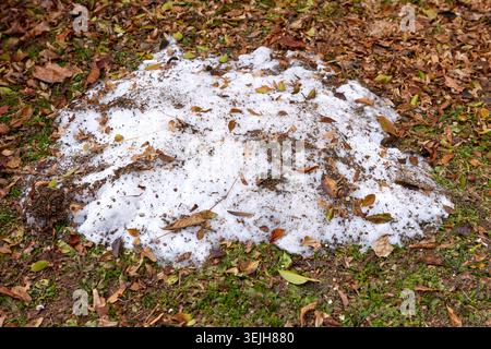 A melting pile of dirty snow covered with dry autumn leaves on green grass in a park or backyard. Stock Photo