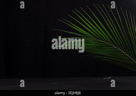 Jungle dark background - green palm leaf and black marble as border, black wall, copy space. Stock Photo
