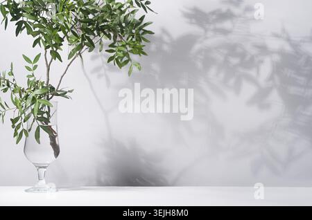 Green leaves with shadow on white wall, floor in sunlight, copy space. Stock Photo