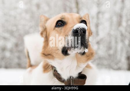 Portrait of cute laika dog in snowy forest Stock Photo