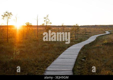 Ecological wooden trail walking path lying through autumn swamp peat bog in natural park at sunset. Stock Photo