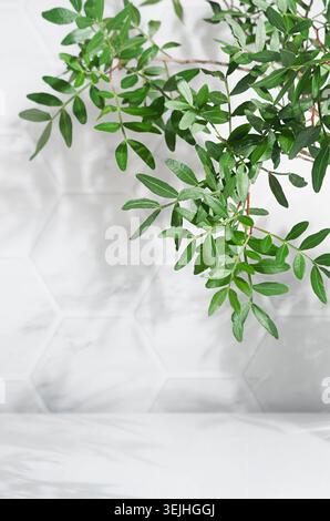 Fresh sunny green leaves on branch in sunshine with shadows on white marble wall, wood table, copy space, vertical. Stock Photo