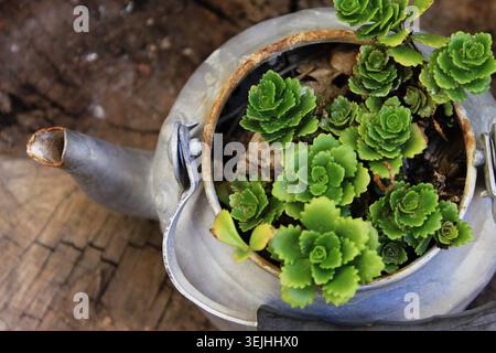 Rusty metal kettle reused as a pot seen from above, where is growing caucasian stonecrop (Phedimus spurius), the kettle is over a oak trunk. Recycling Stock Photo