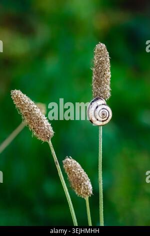 Small striped snail (Theba pisana) resting on a dry plantago spike stem. Minimalist spring nature photography in Valle d'Itria, Apulia, Italy. Stock Photo