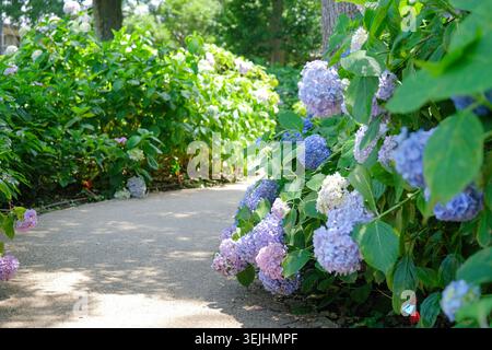 Beautiful garden with hydrangeas and concrete path in Kyoto, Japan Stock Photo
