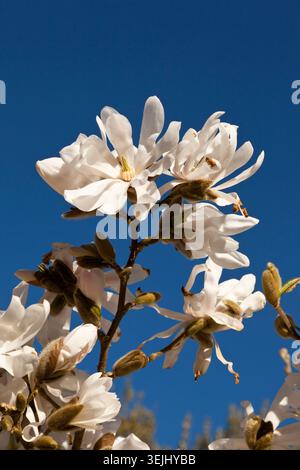 Stellata Magnolia tree in flower Stock Photo