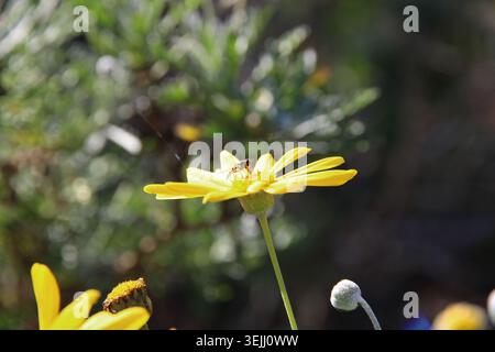 Common Halfband hoverfly (Melangyna viridiceps) feeding on nectar of daisy bush flower, South Australia Stock Photo