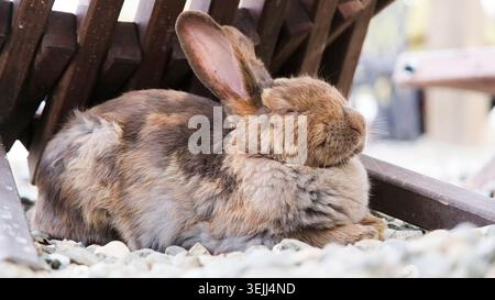 Cute rabbit on the farm Stock Photo
