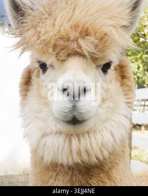 Fluffy alpacas in the farm Stock Photo