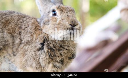 Cute rabbit on the farm Stock Photo