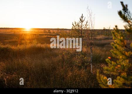 Autumn sunset landscape at peat bog wetland in national park with small pine trees growing on field. Stock Photo