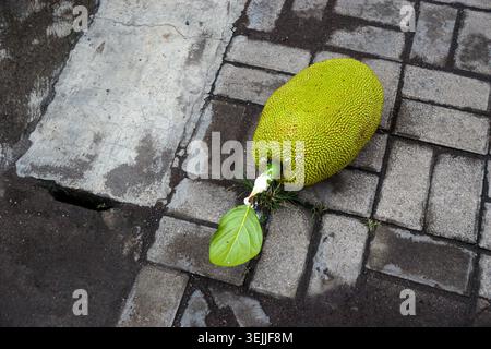 High-angle shot of a green jackfruit on a gray paving block floor. The texture of the fruit's thorny skin, a single green leaf still attached Stock Photo