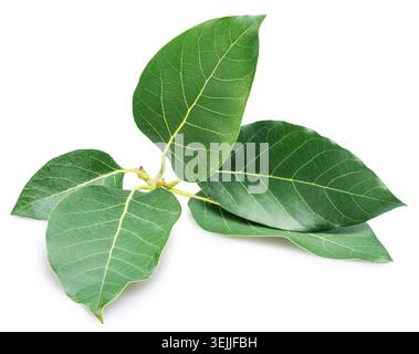 Fresh green leaves of an avocado tree isolated on a white background. Botanical asset. Clipping path. Stock Photo