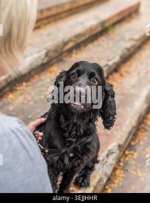 Black Cocker Spaniel sitting on the stairs with the owner in an autumn day Stock Photo