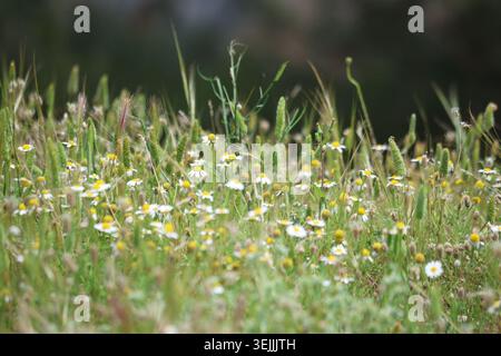 Wild Chamomile Daisies and Green Meadow Grass Blooming in Spring Pasture Stock Photo