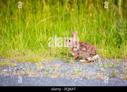 An Eastern Cottontail rabbit (Sylvilagus floridanus) at Assateague Island National Seashore, Maryland Stock Photo