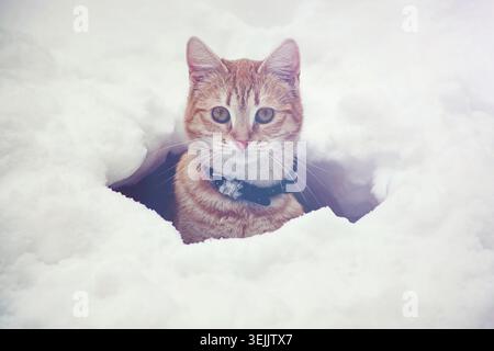 Orange cat looking directly at camera, appearing from a hole in white snow Stock Photo