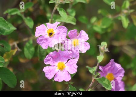 Pink Rock Rose Cistus Creticus Wildflowers Blooming in Mediterranean Shrubland Stock Photo