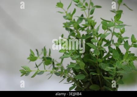 Fresh Wild Thyme Origanum Syriacum Bunch Isolated on Neutral Background Stock Photo