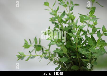 Fresh Wild Thyme Origanum Syriacum Bunch Isolated on Neutral Background Stock Photo