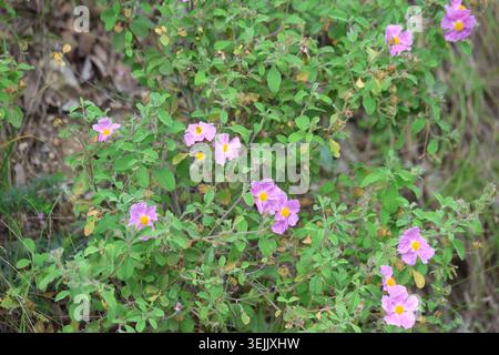 Pink Rock Rose Cistus Creticus Wildflowers Blooming in Mediterranean Shrubland Stock Photo